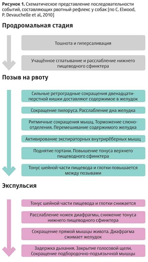 Механизм рвотного рефлекса у кошек