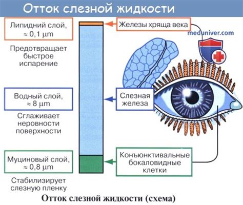 Механическое раздражение слезных путей