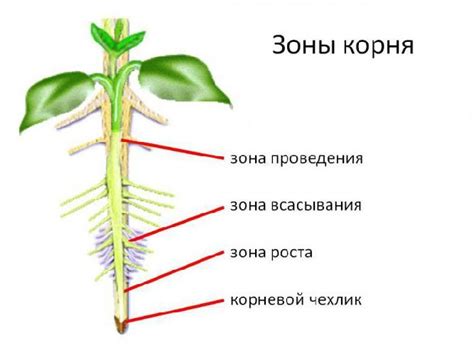 Минимизация возможности повреждения корней растений
