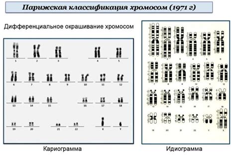 Миф: Женщины не имеют Y-хромосомы