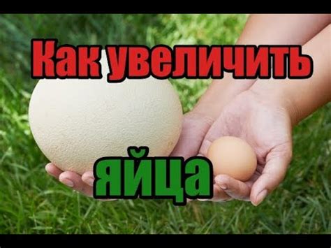 Миф о раздавливании яйца в кулаке