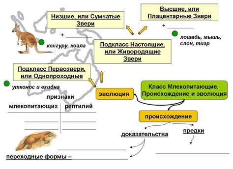Млекопитающие: преимущества эволюции