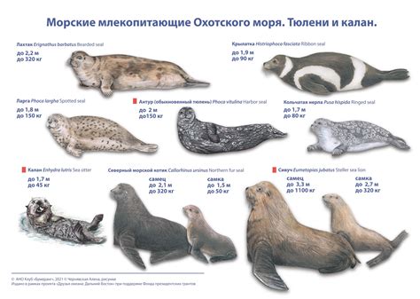 Многообразие морских млекопитающих