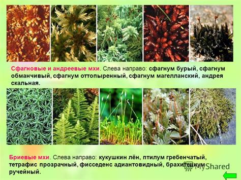 Многообразие форм и видов моховидных растений