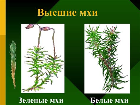 Моховидные растения - высшие растения