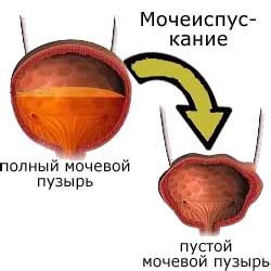 Мочеиспускание как реакция организма