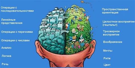 Музыка и изобразительное искусство для развития обоих полушарий мозга