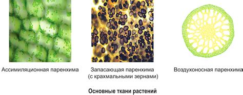 Мульчирующая ткань: особенности и использование