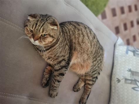 Мурлыканье котов