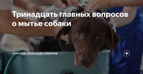 Мытье собаки