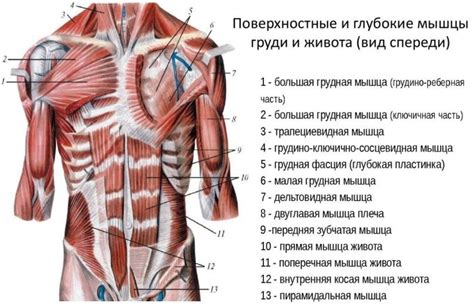 Мышцы и их тренировка: что важно знать