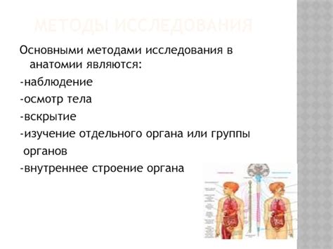Наблюдение и изучение анатомии
