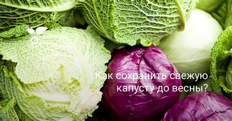 Найти свежую капусту