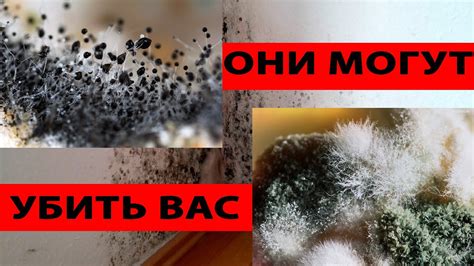 Наличие плесени