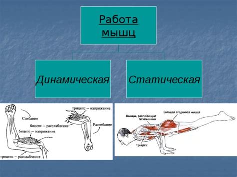 Напряжение мышц и утомление