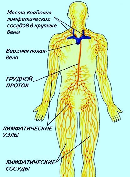 Напряженность мышц и опухоли лимфоузлов под мышками