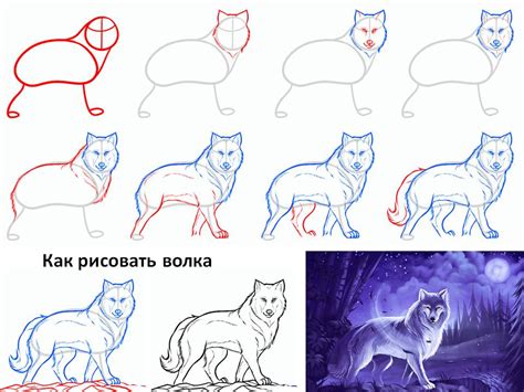 Нарисовать волка лежащего: поэтапно, советы и инструкции