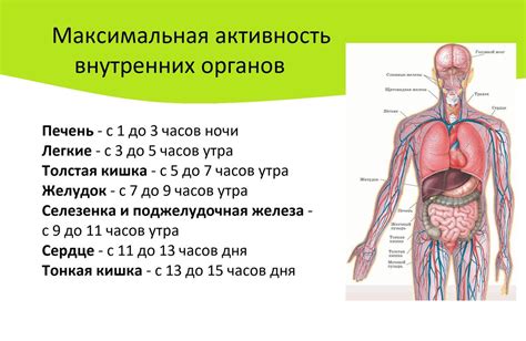 Нарушение биоритмов: сонливость утром и вечером