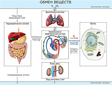 Нарушение обмена веществ и дефицит витаминов