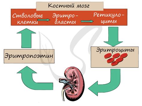 Нарушение работы почек при избытке воды