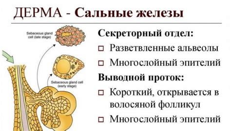 Нарушение работы сальных желез у ребенка