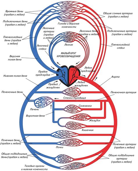Нарушения в кровообращении: