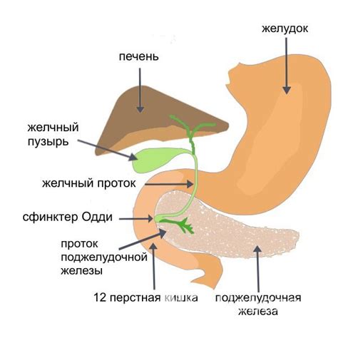 Нарушения работы сфинктера Одди: причины и симптомы