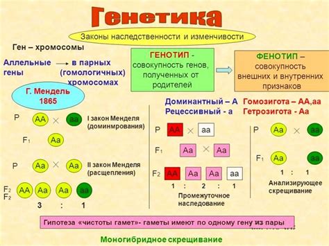 Наследственность и влияние генетики