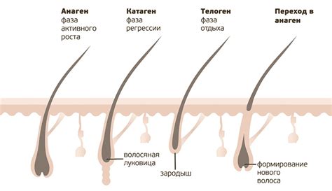 Наследственность и возможность появления волос на животе