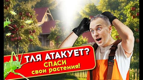 Натуральные методы борьбы с дымом