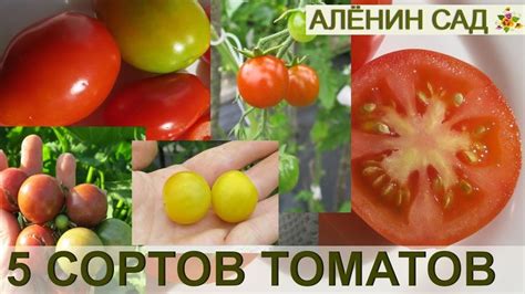 Научитесь различать группы сортов томатов