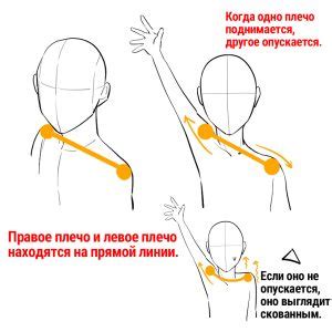 Научитесь рисовать торс и плечи
