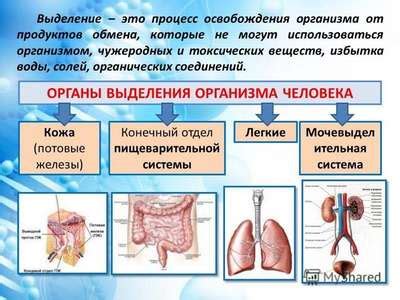 Научное объяснение и процесс, который происходит в организме