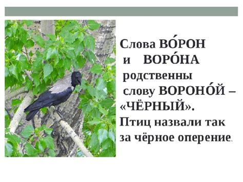 Научные объяснения поведения ворон