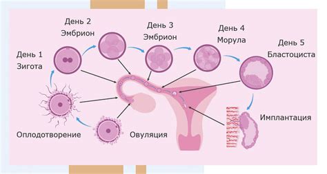 Начало развития спицевого обряда
