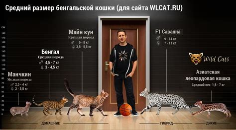 Начертание контуров бенгальской кошки