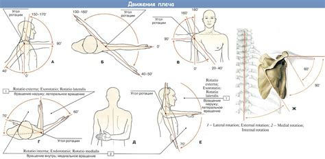 Начертание линий плеча и плечевого сустава