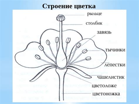 Начертание основных линий цветка
