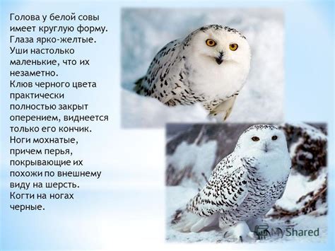 Начертим форму тела совы: