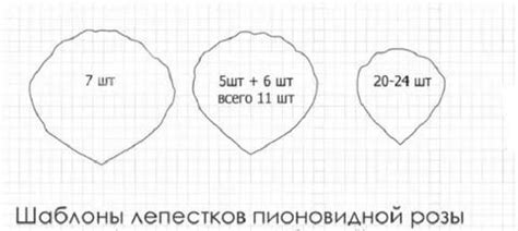 Начертите внешние формы лепестков