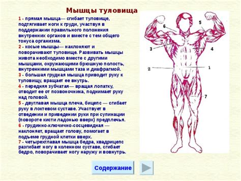 Начертите голову над туловище