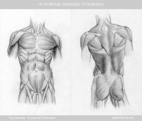 Начертите основные очертания туловища