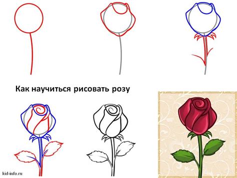 Начинаем рисовать розу