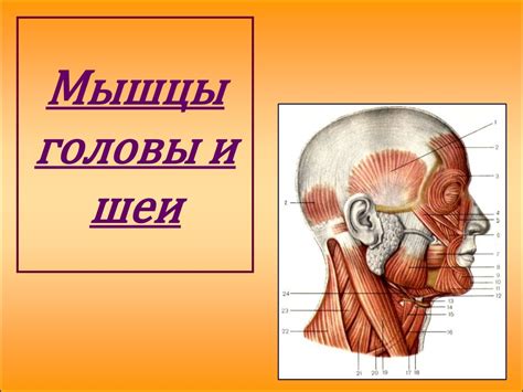 Начните с головы и шеи