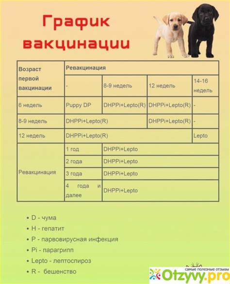Негативные последствия выгула щенка до прививки