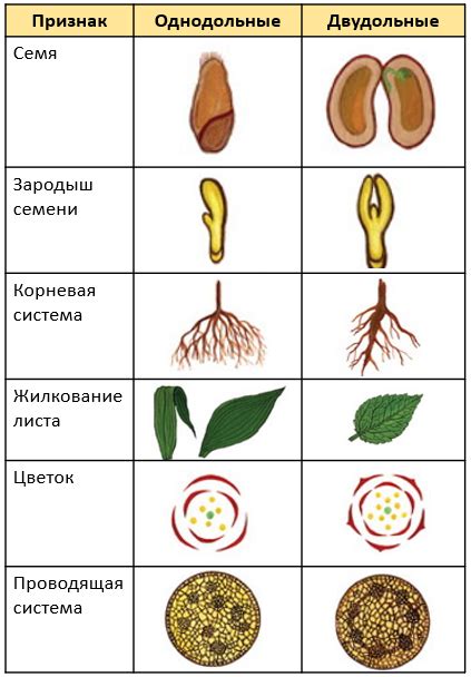 Недоливание и недообеспечение растения