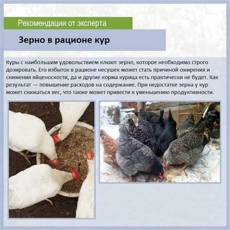 Недостатки кормления кур несушек овсом