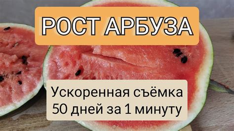 Недостаток воды: правильный полив для успешного роста арбуза