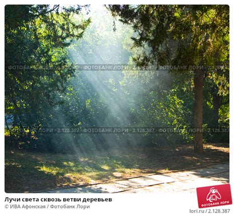 Неземные лучи солнечного света, проникающие сквозь ветви