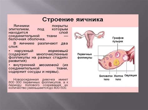 Нейрологические особенности женского организма